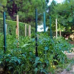Garden * Split