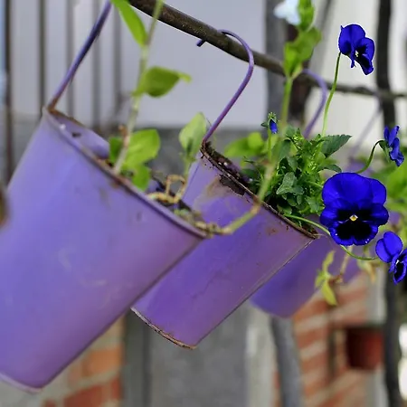 Garden Сплит
