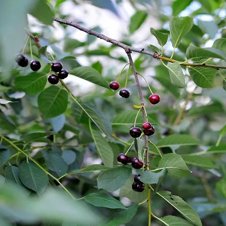 Green Garden Διαμέρισμα *